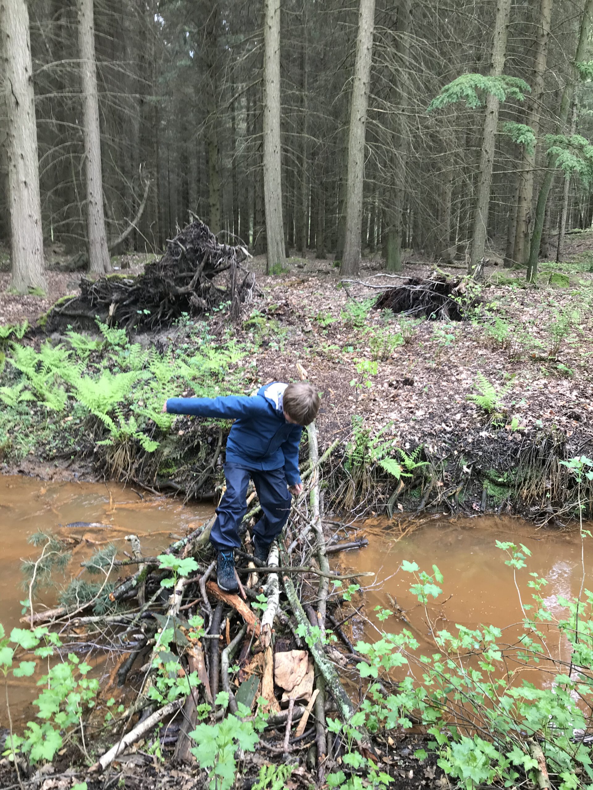 Matteo im Wald