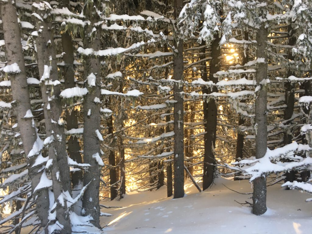 Wald im Wandel der Jahreszeiten Winterwald