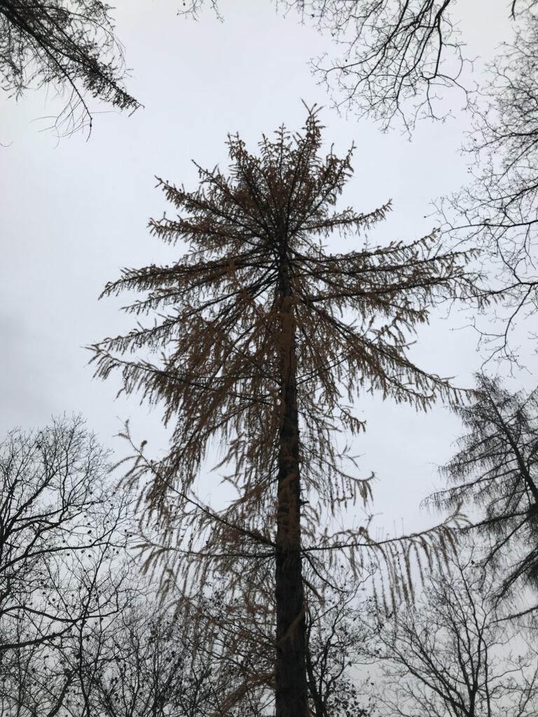 Sehr alte Fichte im Wald Perspektive in die Baumkrone