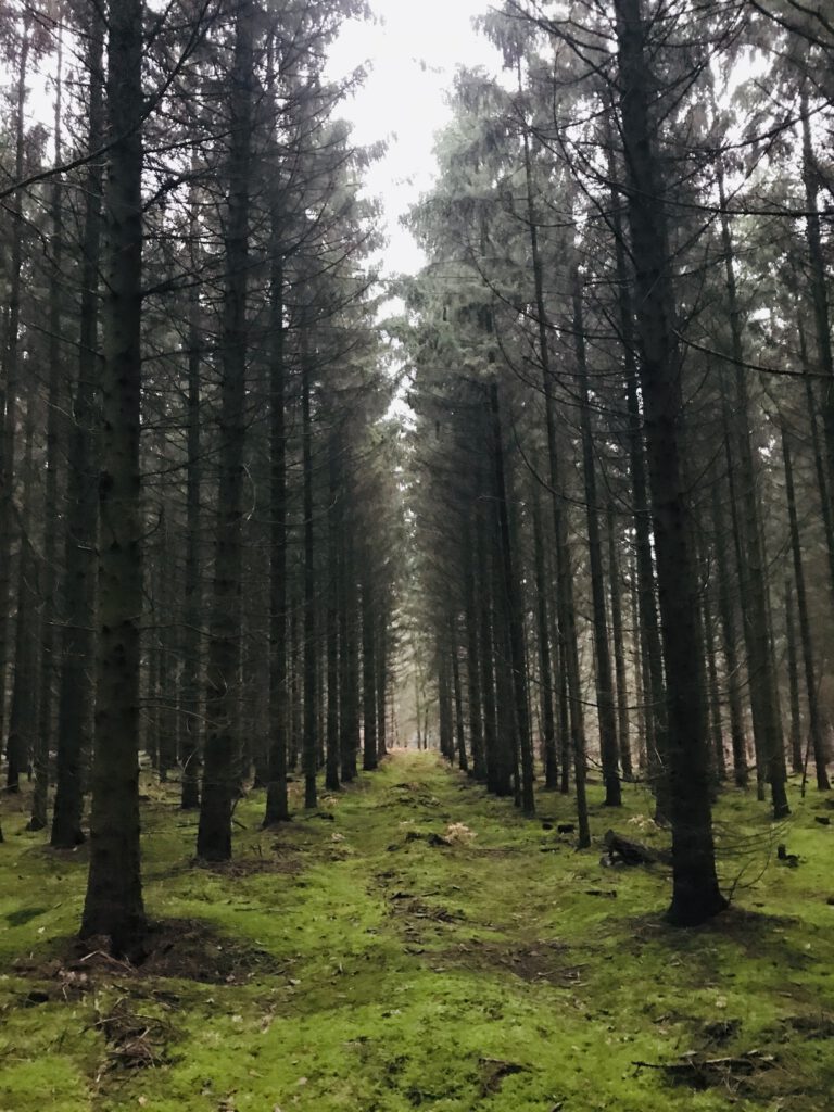 Wald Erleben