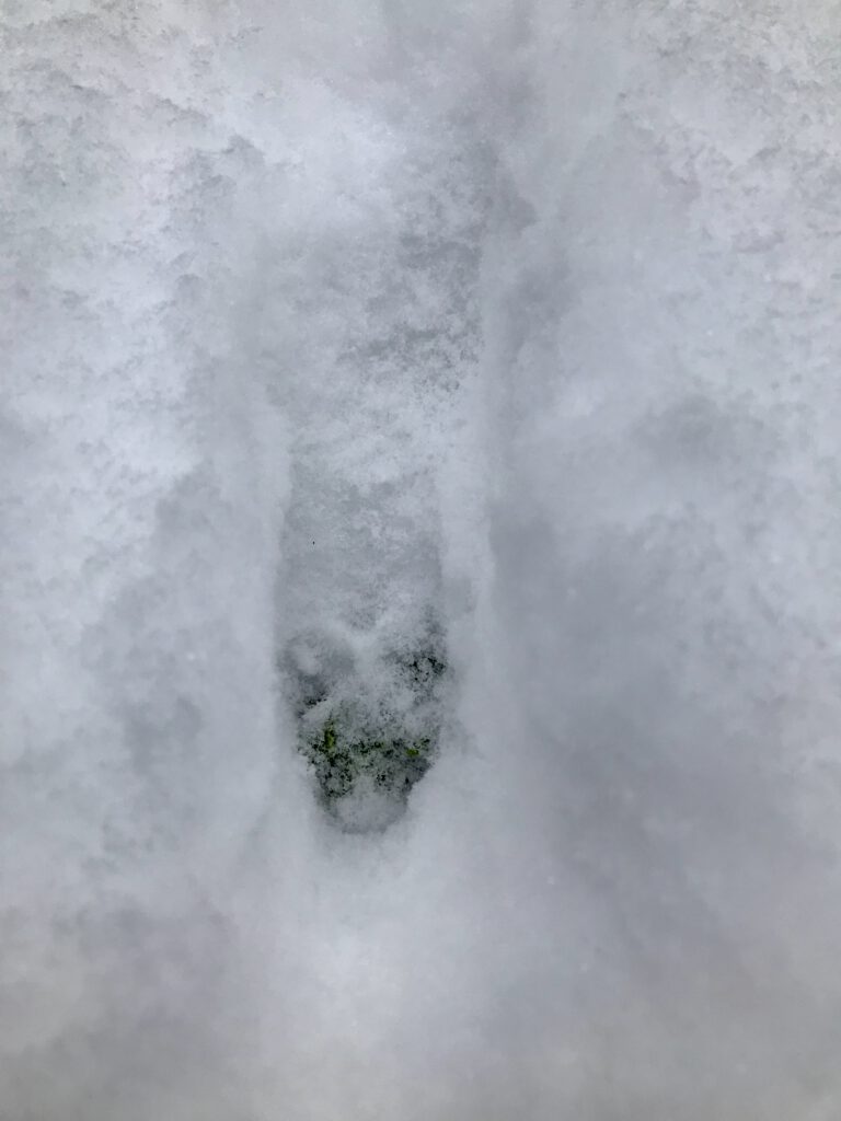 Fuchsspur im Schnee