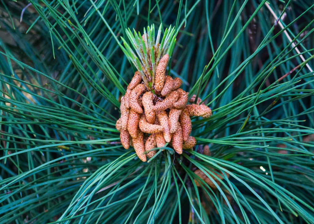 Blühende Pinie im Wald
