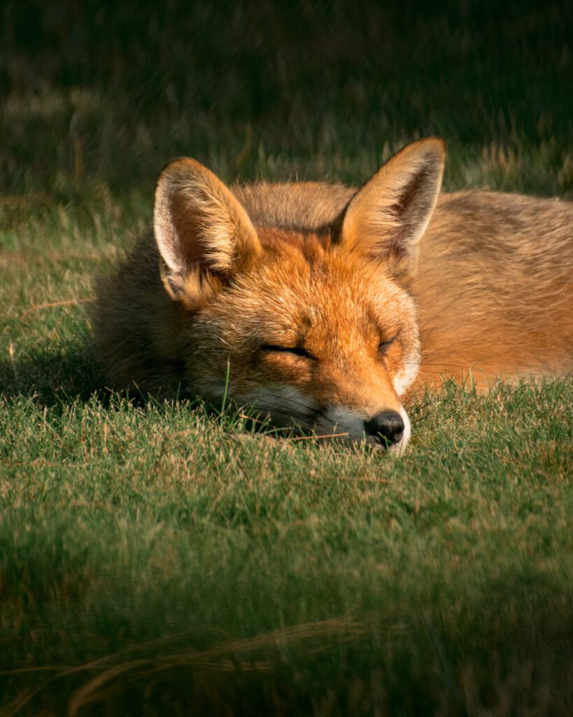 Fuchs im Wald